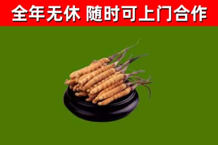 镇宁回收冬虫夏草