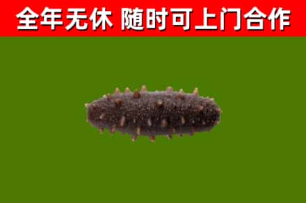 镇宁回收海参干